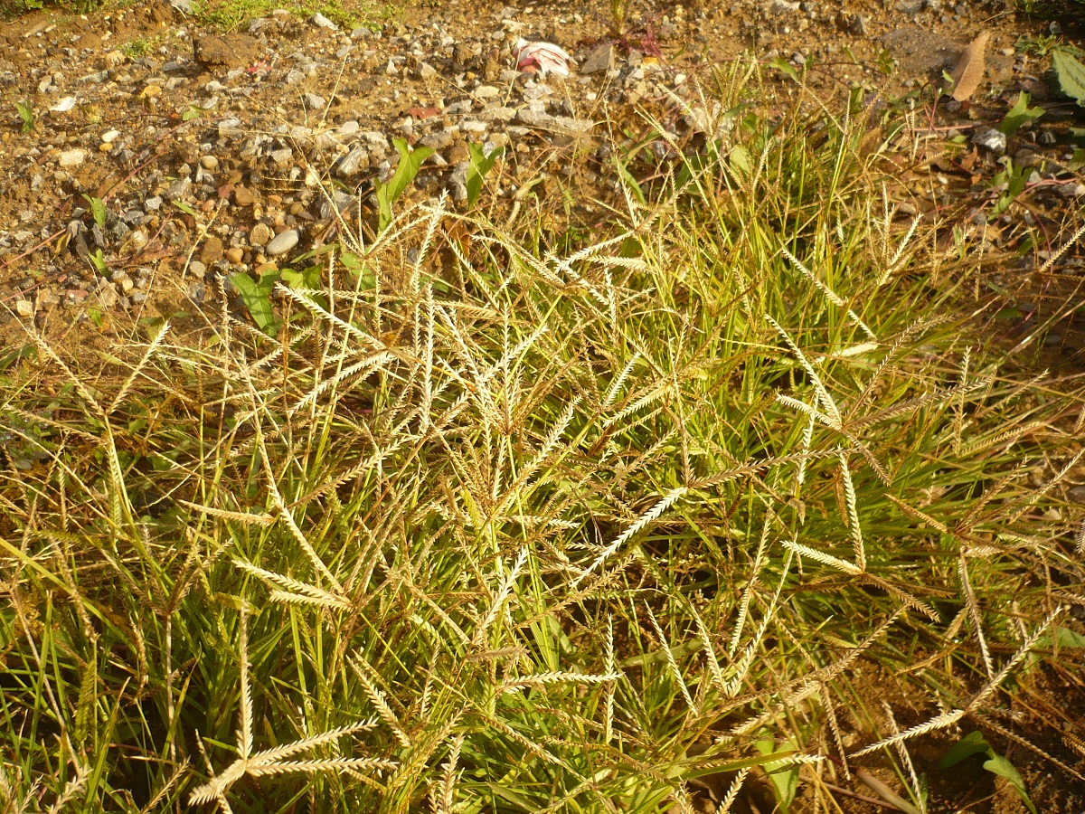 Eleusine indica (Poaceae)